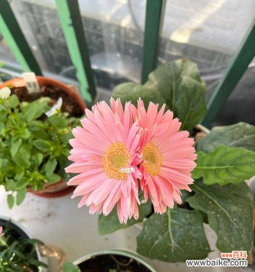 探寻非洲菊在不同文化中的多重意义 非洲菊