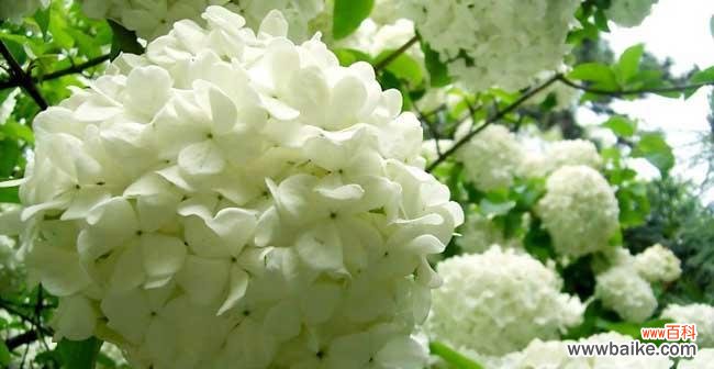 探寻以琼花的神秘花语 以琼花的花语与美丽心灵的交流