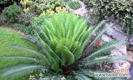 探寻铁树花语的奥秘 铁树花语