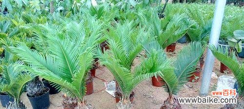 探寻铁树花语的奥秘 铁树花语