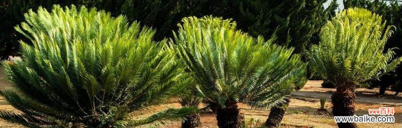 探寻铁树花语的奥秘 铁树花语