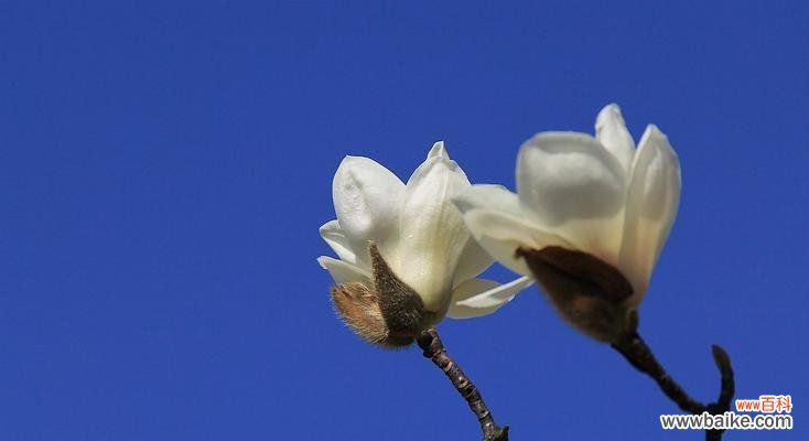 探索白玉兰的象征意义及文化价值 白玉兰