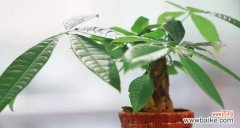 揭秘发财树开花的奇妙信号 风水学中发财树开花的吉祥寓意