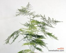 探究文竹的象征意义及其对人生的启示 文竹的寓意与象征——永恒不变的力量