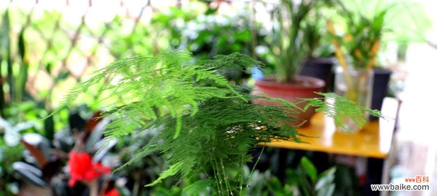 探究文竹的象征意义及其对人生的启示 文竹的寓意与象征——永恒不变的力量