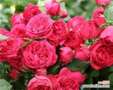 解读以藤本月季的花朵传达的意义 探寻以藤本月季花语的奥秘