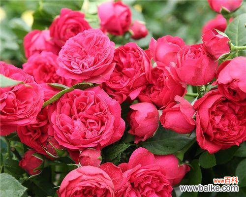 解读以藤本月季的花朵传达的意义 探寻以藤本月季花语的奥秘