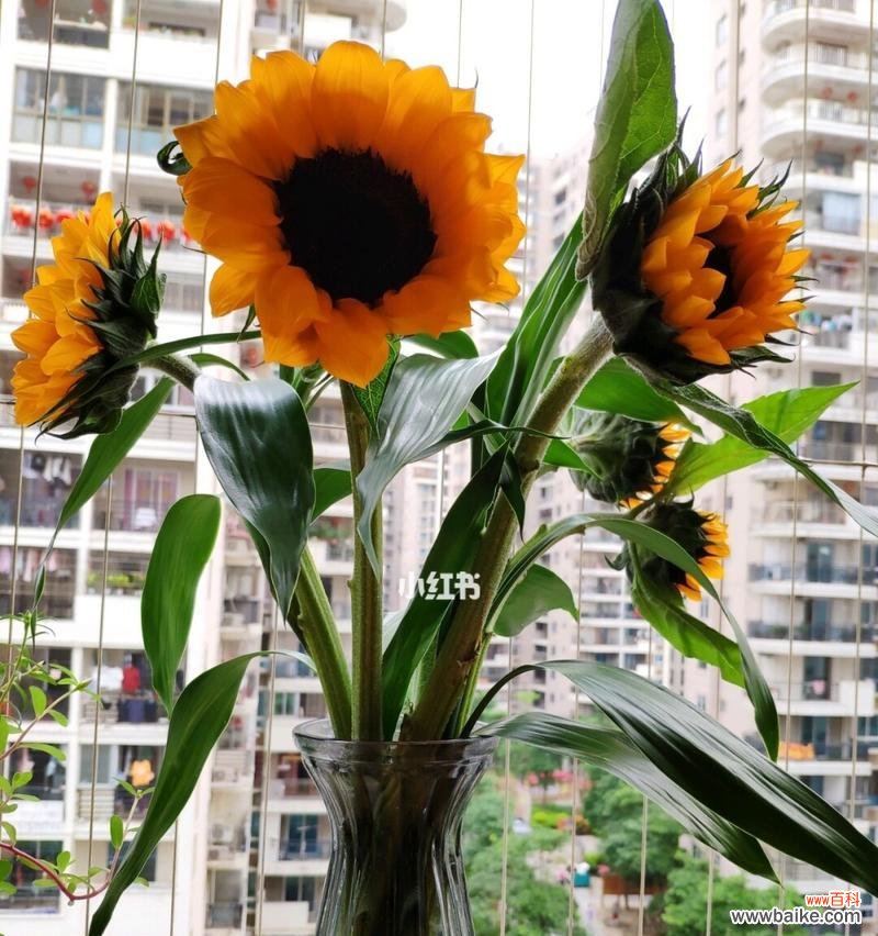 展示坚强与希望的向日葵 向日葵花语