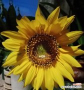 展示坚强与希望的向日葵 向日葵花语