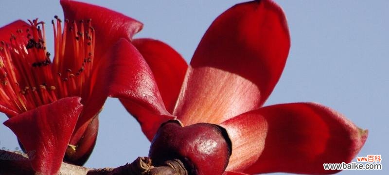 揭示大自然中的希望和坚强 木棉树的象征意义与寓意