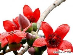 揭示大自然中的希望和坚强 木棉树的象征意义与寓意