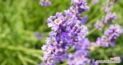 揭示熏衣草花语的秘密 熏衣草花语的深意