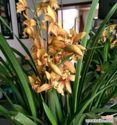 传递真挚与浪漫之美的花卉-大花蕙兰 大花蕙兰的花语与寓意