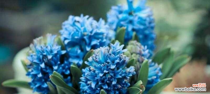 探寻蓝色风信子的神秘花语世界——愿望 蓝色风信子的花语与代表意义