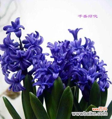 探寻蓝色风信子的神秘花语世界——愿望 蓝色风信子的花语与代表意义