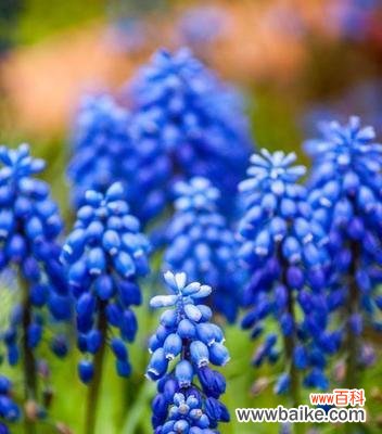 探寻蓝色风信子的神秘花语世界——愿望 蓝色风信子的花语与代表意义