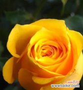 16朵黄玫瑰的美丽寓意 黄玫瑰的花语及象征意义