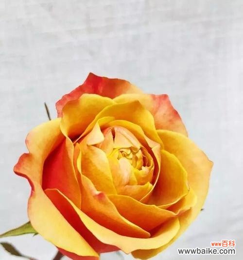 16朵黄玫瑰的美丽寓意 黄玫瑰的花语及象征意义