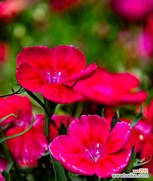 以代表纯洁的花为主题的一篇文章 花开纯洁的爱