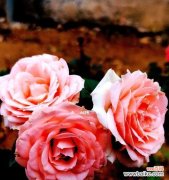 以代表纯洁的花为主题的一篇文章 花开纯洁的爱