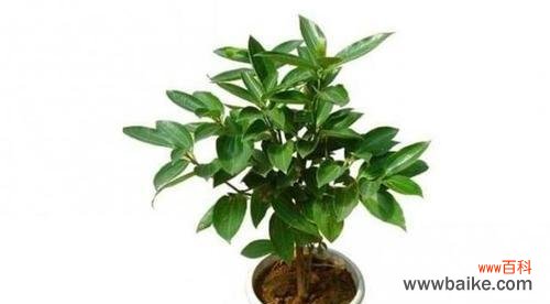 以什么花代表平安 花开平安，寓意吉祥的花卉选择