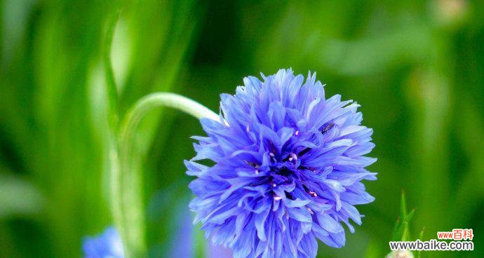 传递祝福的矢车菊之语 蓝色矢车菊花语与寓意
