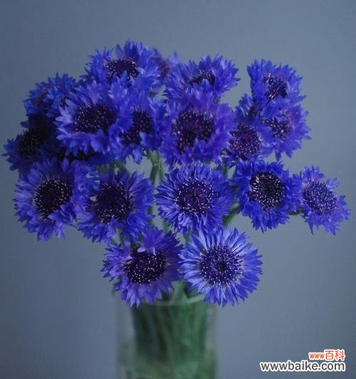 传递祝福的矢车菊之语 蓝色矢车菊花语与寓意