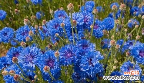 传递祝福的矢车菊之语 蓝色矢车菊花语与寓意
