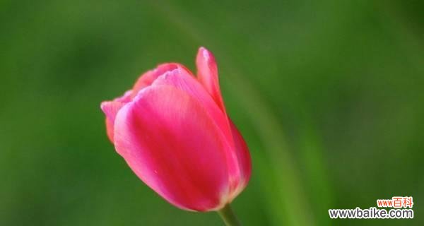 探寻郁金香花语的意义及相关文化内涵 郁金香的花语探析