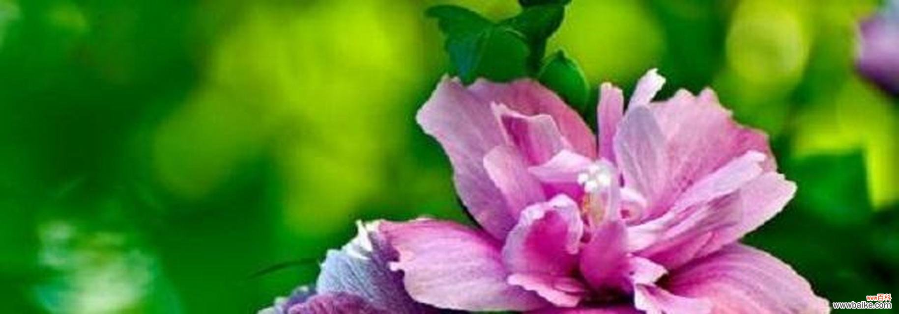 探索植物分株繁殖的奥秘 植物分株繁殖