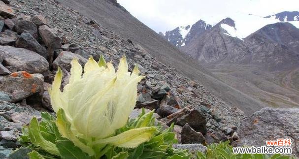雪莲花的意义及其象征性 雪莲花