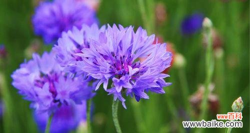 传递忠诚与希望的神奇花朵 蓝色矢车菊的花语