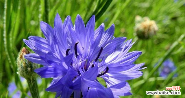 传递忠诚与希望的神奇花朵 蓝色矢车菊的花语