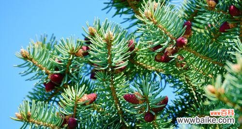 了解云杉的象征意义与养殖技巧 云杉的寓意与养殖方法