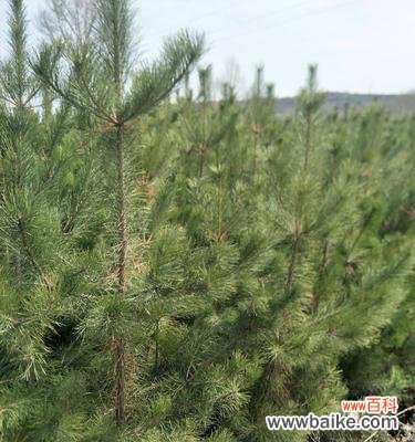 了解云杉的象征意义与养殖技巧 云杉的寓意与养殖方法