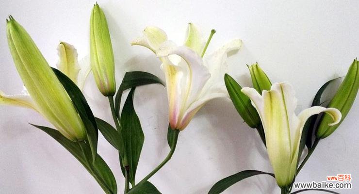 揭开百合花的花语之谜 百合花的象征意义与寓意