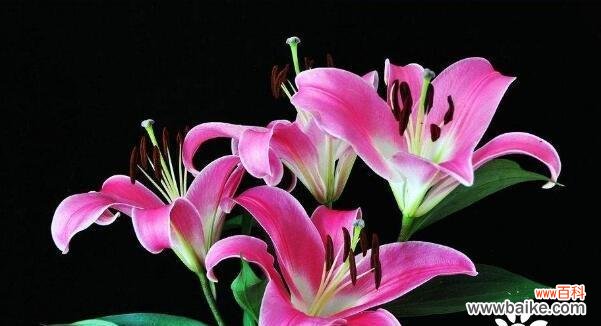 揭开百合花的花语之谜 百合花的象征意义与寓意