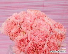 以康乃馨数量代表的情感与心境 康乃馨数量的含义