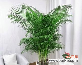 散尾花的花语及其象征意义 花语之谜