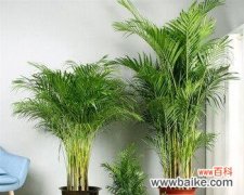 散尾花的花语及其象征意义 花语之谜