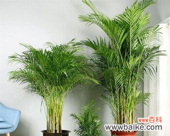 散尾花的花语及其象征意义 花语之谜