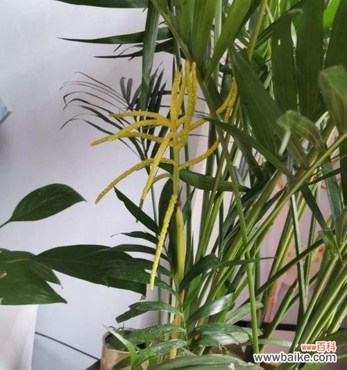 散尾花的花语及其象征意义 花语之谜