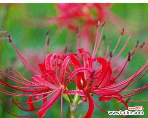 探寻双生花的深层含义 双生花的花语与寓意