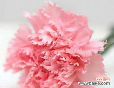 探寻康乃馨花语的深意 康乃馨花语