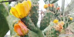探寻仙人掌的花语之美 仙人掌花语