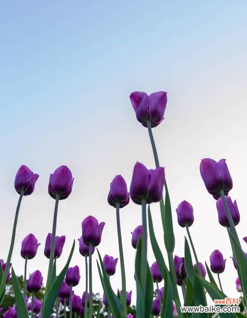 探究紫色郁金香的意义 紫色郁金香的象征意义及文化价值