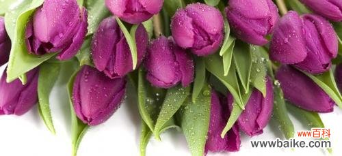 探究紫色郁金香的意义 紫色郁金香的象征意义及文化价值