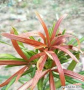 罗汉松 探寻罗汉松之奥秘