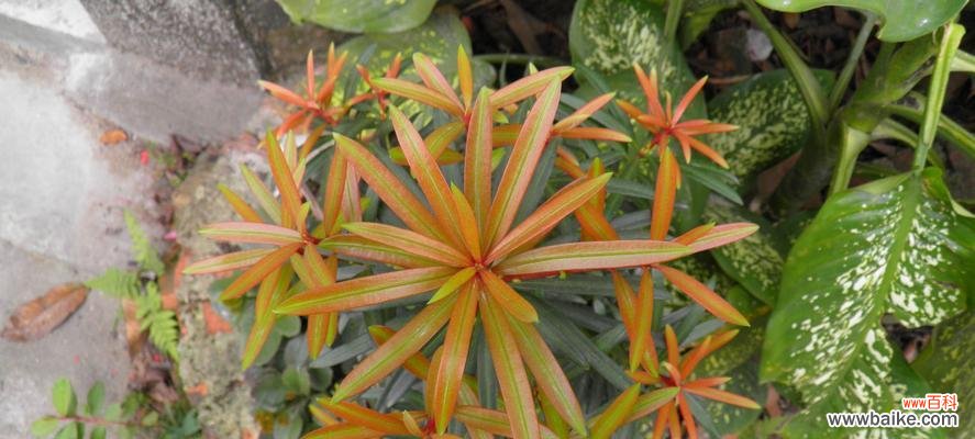 罗汉松 探寻罗汉松之奥秘