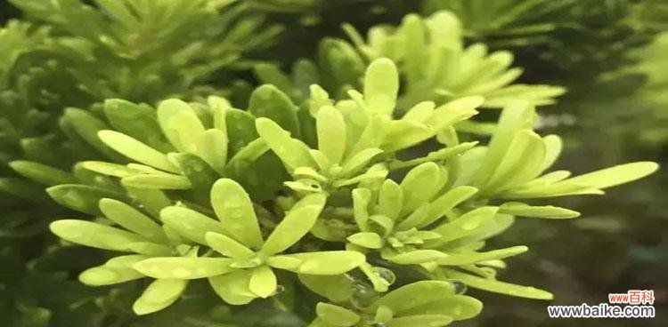 罗汉松 探寻罗汉松之奥秘